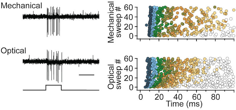 Optogenetics